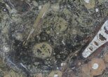 / Fossil Orthoceras & Goniatite Plate - Stoneware #58572-1